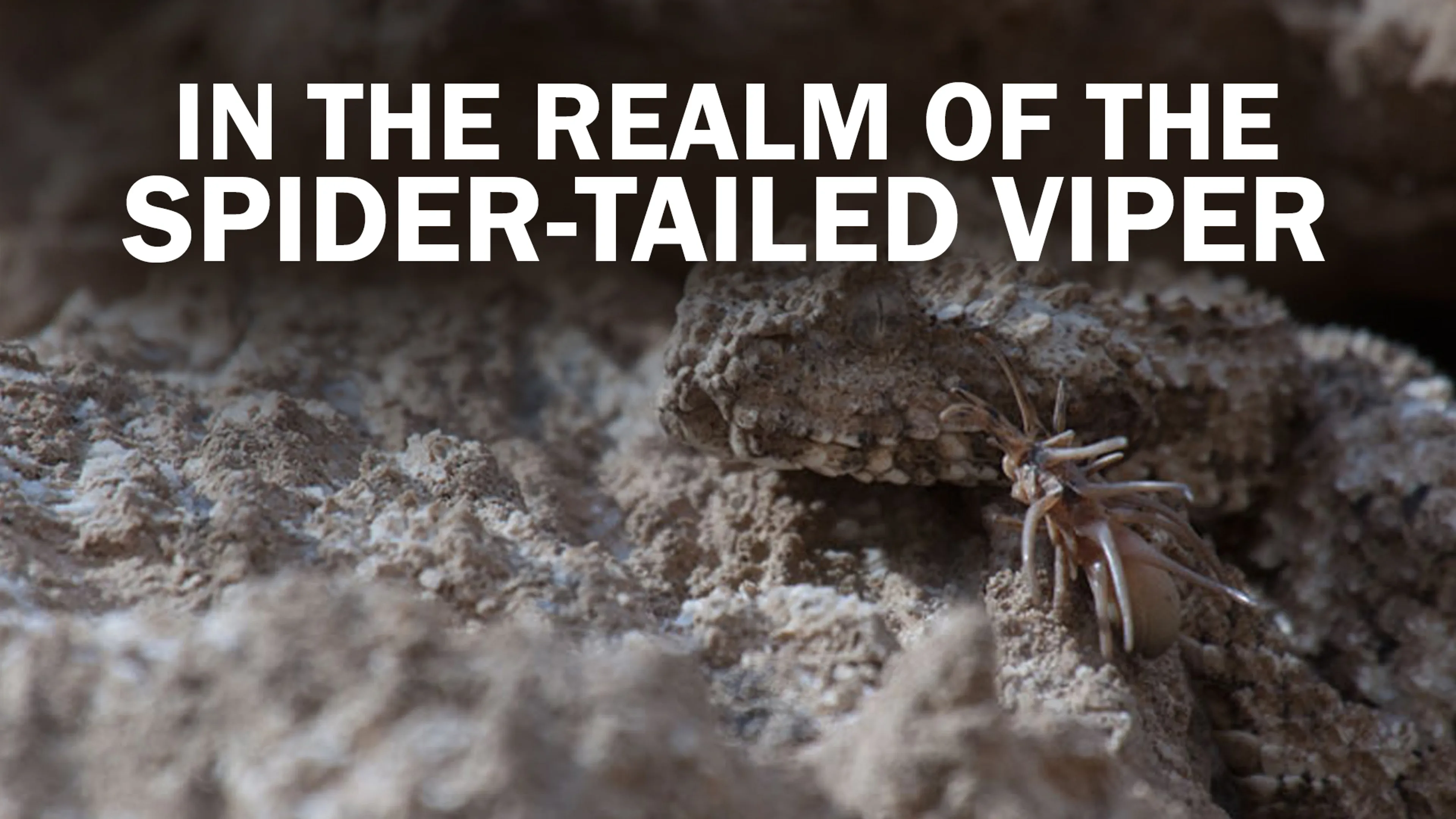 In the Realm of the Spider-Tailed Viper poster